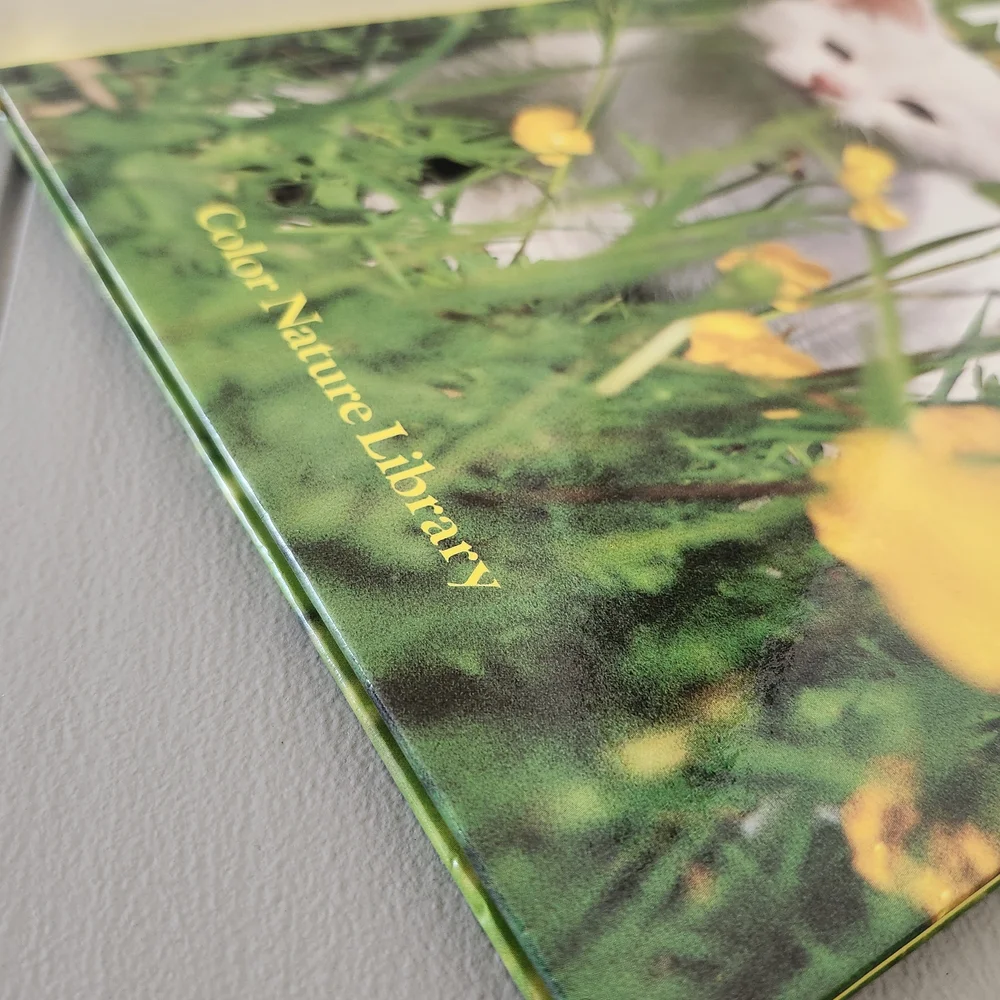 Kittens Book Cover Featuring White Kitten with Yellow Flowers